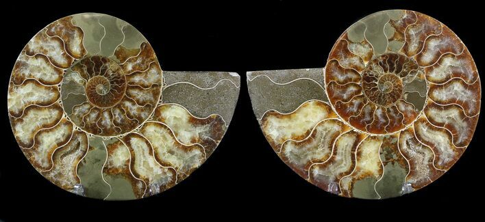 Cut & Polished Ammonite Fossil - Agatized #39496